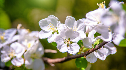 appletree blossom branch in the garden in spring

