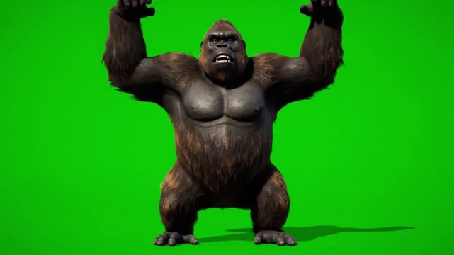  photorealistic 3D render of a massive, powerful silverback gorilla performing a chest pound on a green screen for VFX and animation.