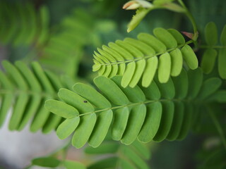 young tamarind leaves plant forcooking in spice test
