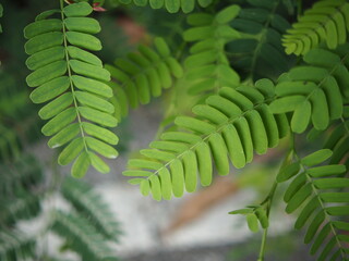 young tamarind leaves plant forcooking in spice test