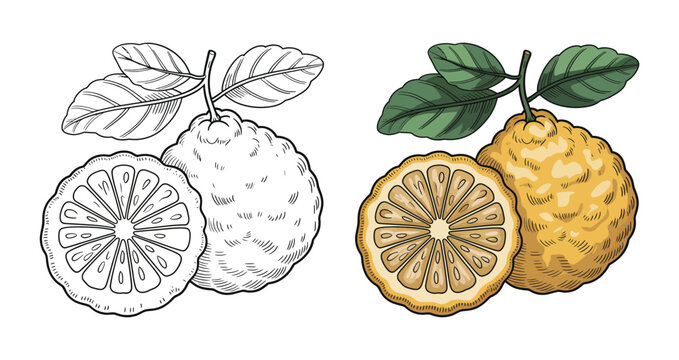Bergamot citrus fruit, whole and half with leaves, colored and black outline drawing, isolated vector illustration