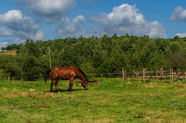 Obraz premium Strong brown horse grazes peacefully in a green field bordered by wooden fences and surrounded by forested hills. A rustic rural scene symbolizing traditional farming and countryside lifestyle.