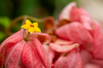 Wildflowers from the forests of Kalimantan