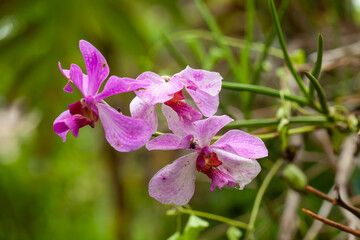 Wildflowers from the forests of Kalimantan