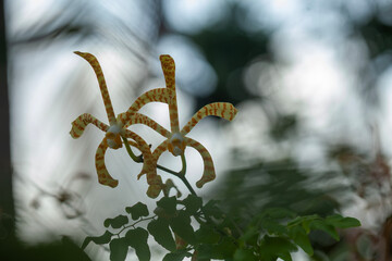Wildflowers from the forests of Kalimantan