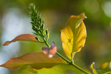 Wildflowers from the forests of Kalimantan