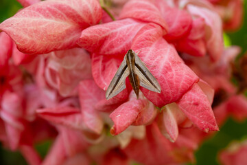 Wildflowers from the forests of Kalimantan