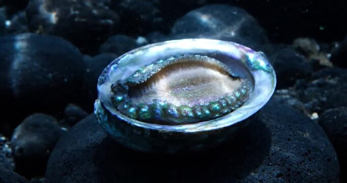 Intricate Ocean Floor Textures: Explore the delicate patterns and natural erosion on various seashells resting on a sandy, sun-dappled seabed, highlighting their unique forms and natural beauty. no da