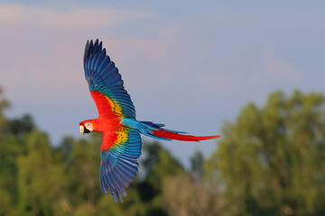 Naklejka premium Colorful Scarlet Macaw parrot flying in the sky. Free flying bird