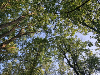 forest, summer sunny day, tall trees swaying overhead, low angle view