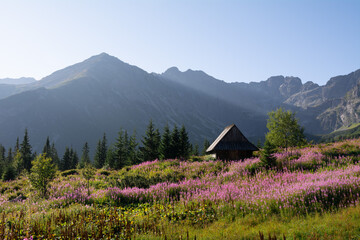 Kwitnące kwiaty wierzbówki na Hali Gąsienicowej w górach Tatrach - Polska © robert6666