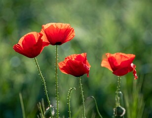 Obraz premium Vibrant red poppies in a field