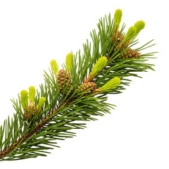 pine branch with cones
