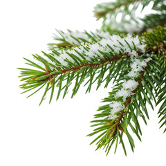 christmas tree branch