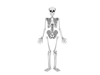 Human skeleton vector illustration, detailed anatomical bone structure, isolated on white background, perfect for medical education, Halloween graphics, spooky decorations and scientific design concep