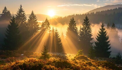 Sunrise pine forest mist