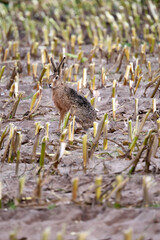 hare sitting in a field