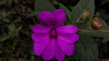 Pink flower macro photography