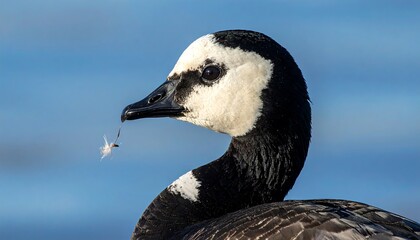 Close-up of a goose with white face and black neck, holding a feather in its beak, set against a blurred blue backdrop