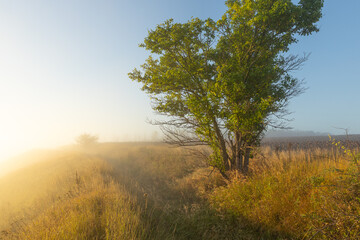 Fototapeta premium Scenic Landscape of the Republic of Moldova Covered in Morning Fog, Misty Countryside View