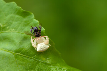 Macrophoto of Animals in Plants