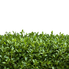 Fototapeta premium Lush Greenery Foliage Hedge Plants Nature Background