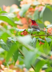 Sunbird, living naturally in a public park in Bangkok, Thailand.