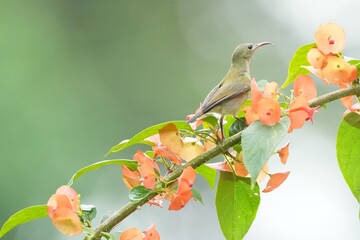 Sunbird, living naturally in a public park in Bangkok, Thailand.