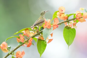 Sunbird, living naturally in a public park in Bangkok, Thailand.
