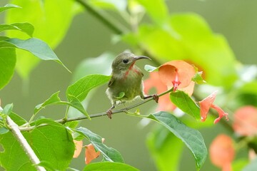 Sunbird, living naturally in a public park in Bangkok, Thailand.