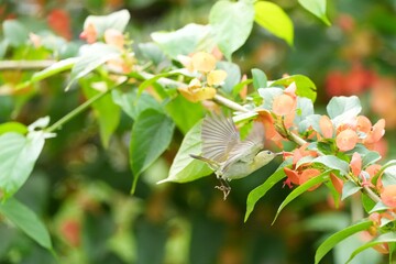 Sunbird, living naturally in a public park in Bangkok, Thailand.