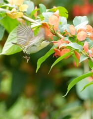Sunbird, living naturally in a public park in Bangkok, Thailand.