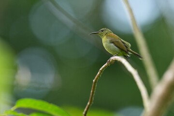 Fototapeta premium Sunbird, living naturally in a public park in Bangkok, Thailand.