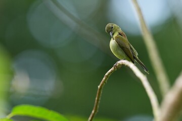 Sunbird, living naturally in a public park in Bangkok, Thailand.
