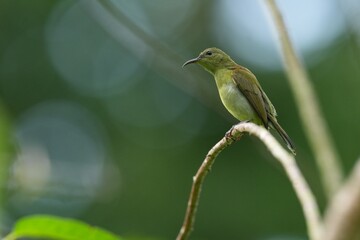 Sunbird, living naturally in a public park in Bangkok, Thailand.