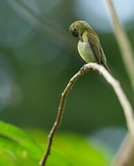 Sunbird, living naturally in a public park in Bangkok, Thailand.