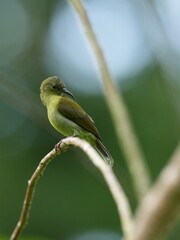 Sunbird, living naturally in a public park in Bangkok, Thailand.