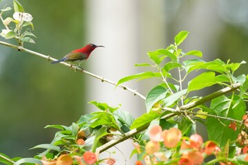 Sunbird, living naturally in a public park in Bangkok, Thailand.