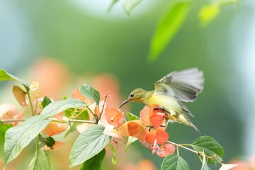 Sunbird, living naturally in a public park in Bangkok, Thailand.