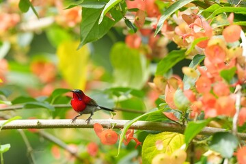 Sunbird, living naturally in a public park in Bangkok, Thailand.