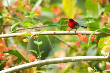 Sunbird, living naturally in a public park in Bangkok, Thailand.
