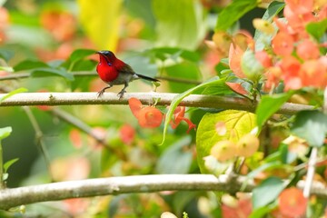 Sunbird, living naturally in a public park in Bangkok, Thailand.