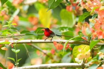 Sunbird, living naturally in a public park in Bangkok, Thailand.