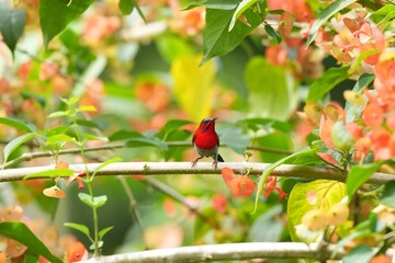 Sunbird, living naturally in a public park in Bangkok, Thailand.
