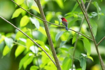 Sunbird, living naturally in a public park in Bangkok, Thailand.