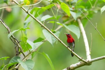 Sunbird, living naturally in a public park in Bangkok, Thailand.
