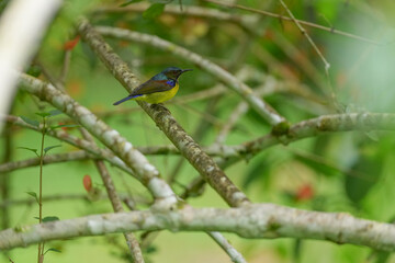 Sunbird, living naturally in a public park in Bangkok, Thailand.