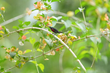 Sunbird, living naturally in a public park in Bangkok, Thailand.