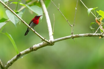 Sunbird, living naturally in a public park in Bangkok, Thailand.