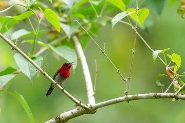 Sunbird, living naturally in a public park in Bangkok, Thailand.